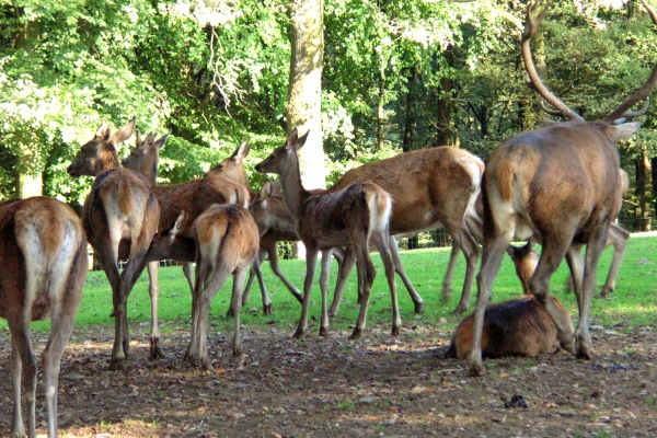 Burlen van de herten in het woud van Saint-Hubert