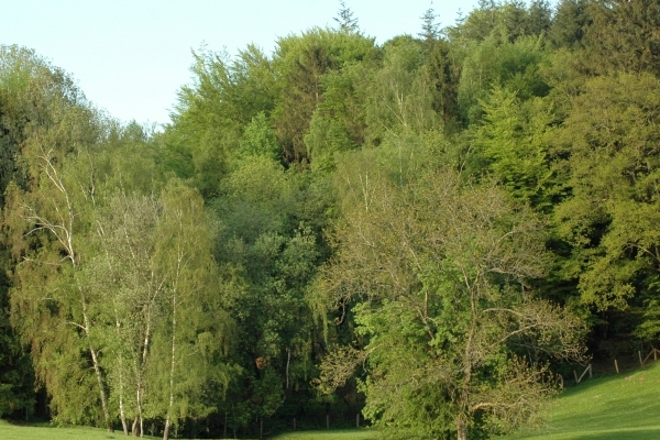 Het groot woud van Saint-Hubert in de Ardennen